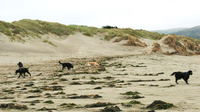 kelp mounds dot the sandy beach, four black dogs scattered about sniffing the mounds, with yellow Cabana among them