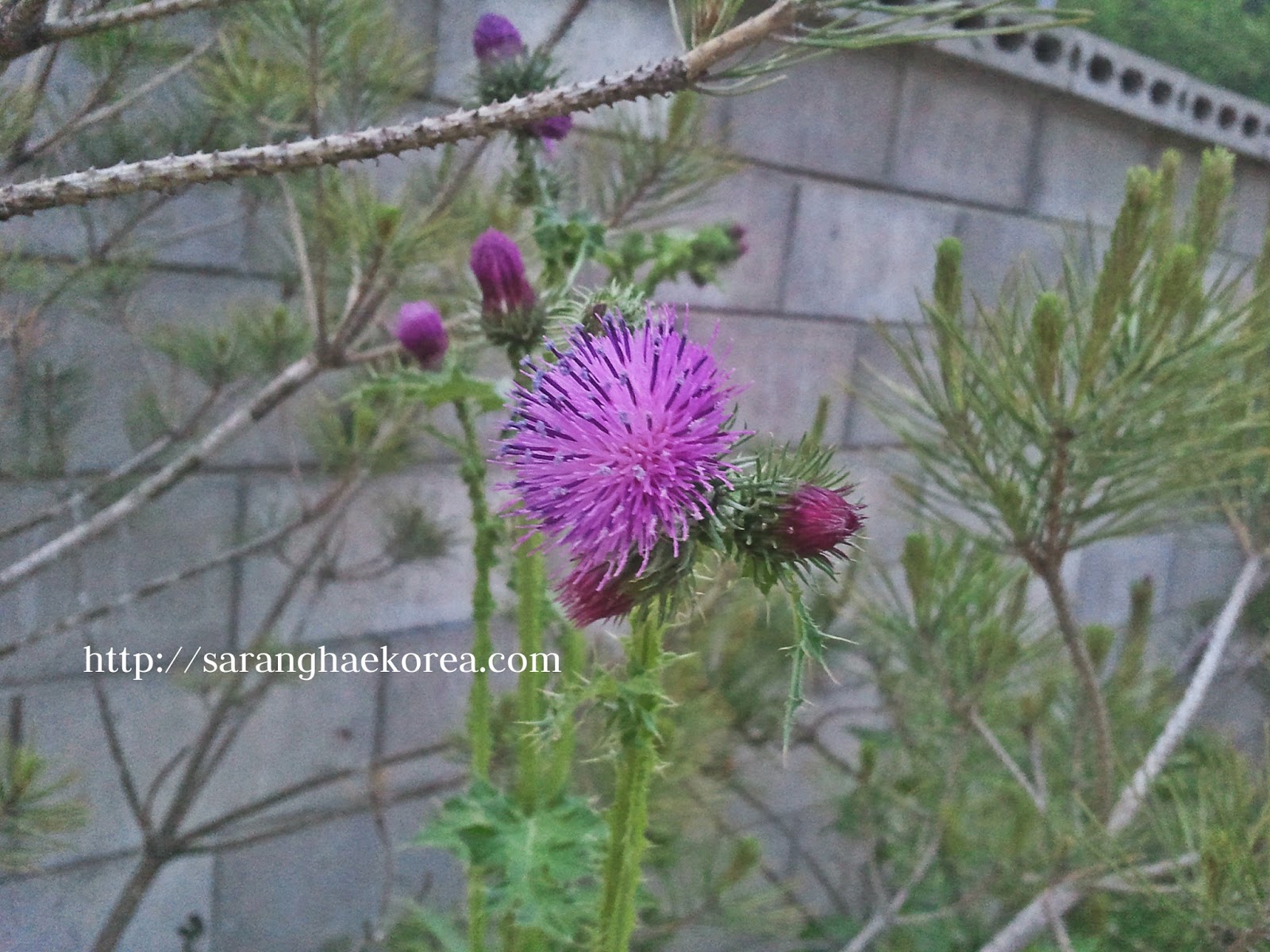 8 Featured Wild Spring Flowers of Korea Saranghae Korea