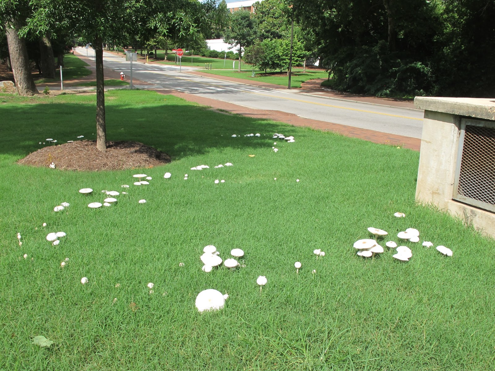 NCSU PDIC Fairy Rings and Fairy Tales