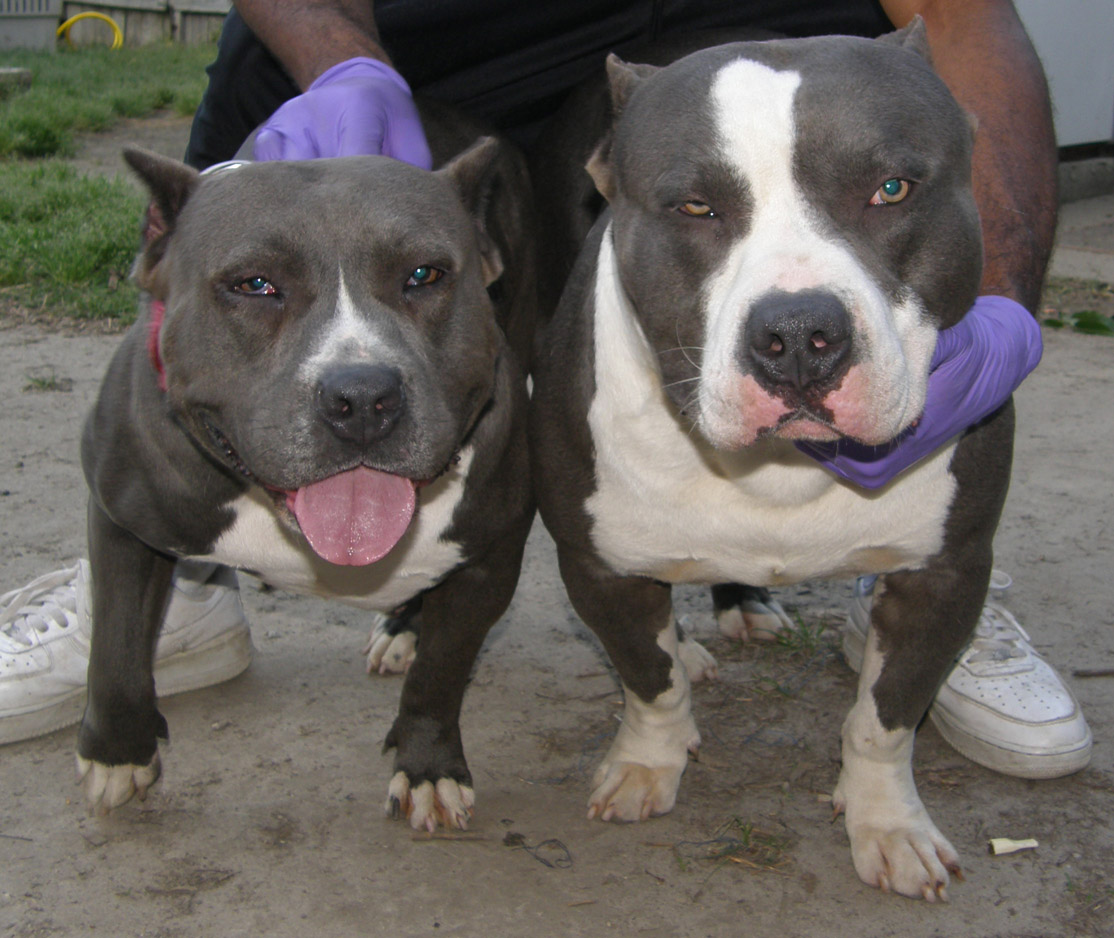 Gator Pitbull Pictures Dogs Gator Pitbull Pictures Dogs