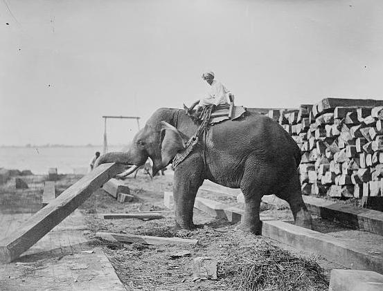 george orwells essay shooting an elephant george orwells essay shooting an elephant