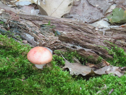 pink mushroom