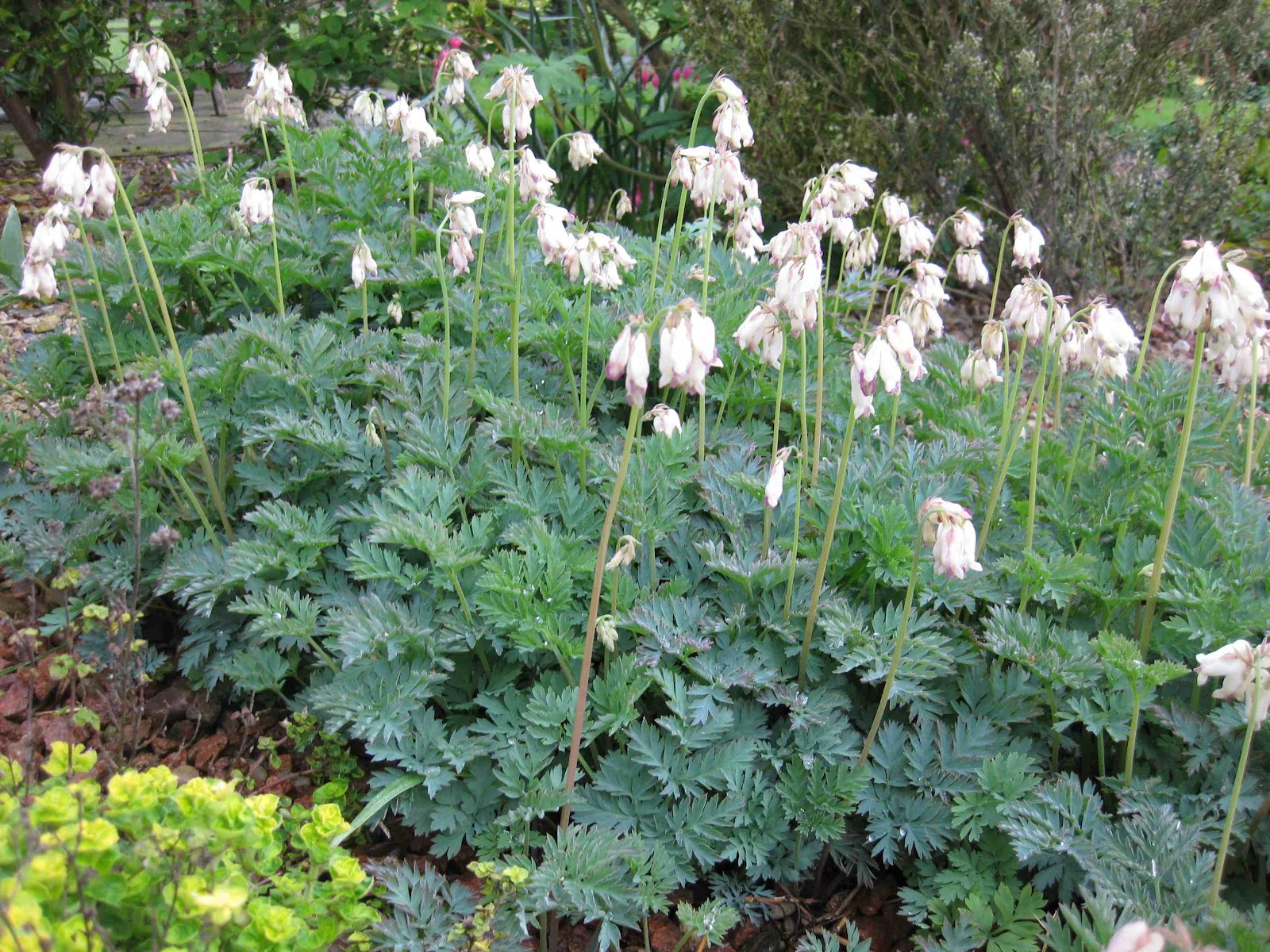 Roger Brook the no dig gardener The National Dicentra Collection