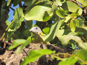 Rare Yellow Footted Green Pigeon:- Photo Mr Samir.Gulavane.
