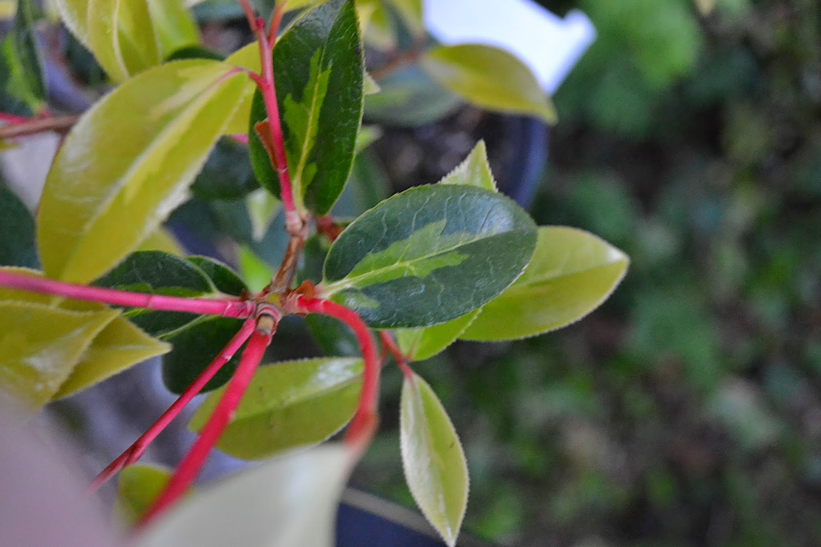 The Outlaw Gardener My Favorite Plant...This Week. Can You Guess?