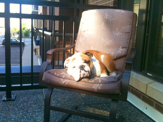 English bulldog sleeping