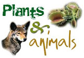 Animals and plants