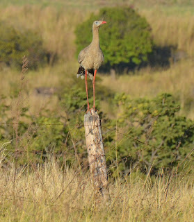 Red-Legged Seriema, Cariama cristata