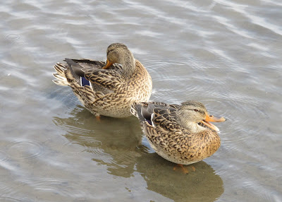 Duckies!