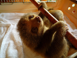 baby sloth baby sloth