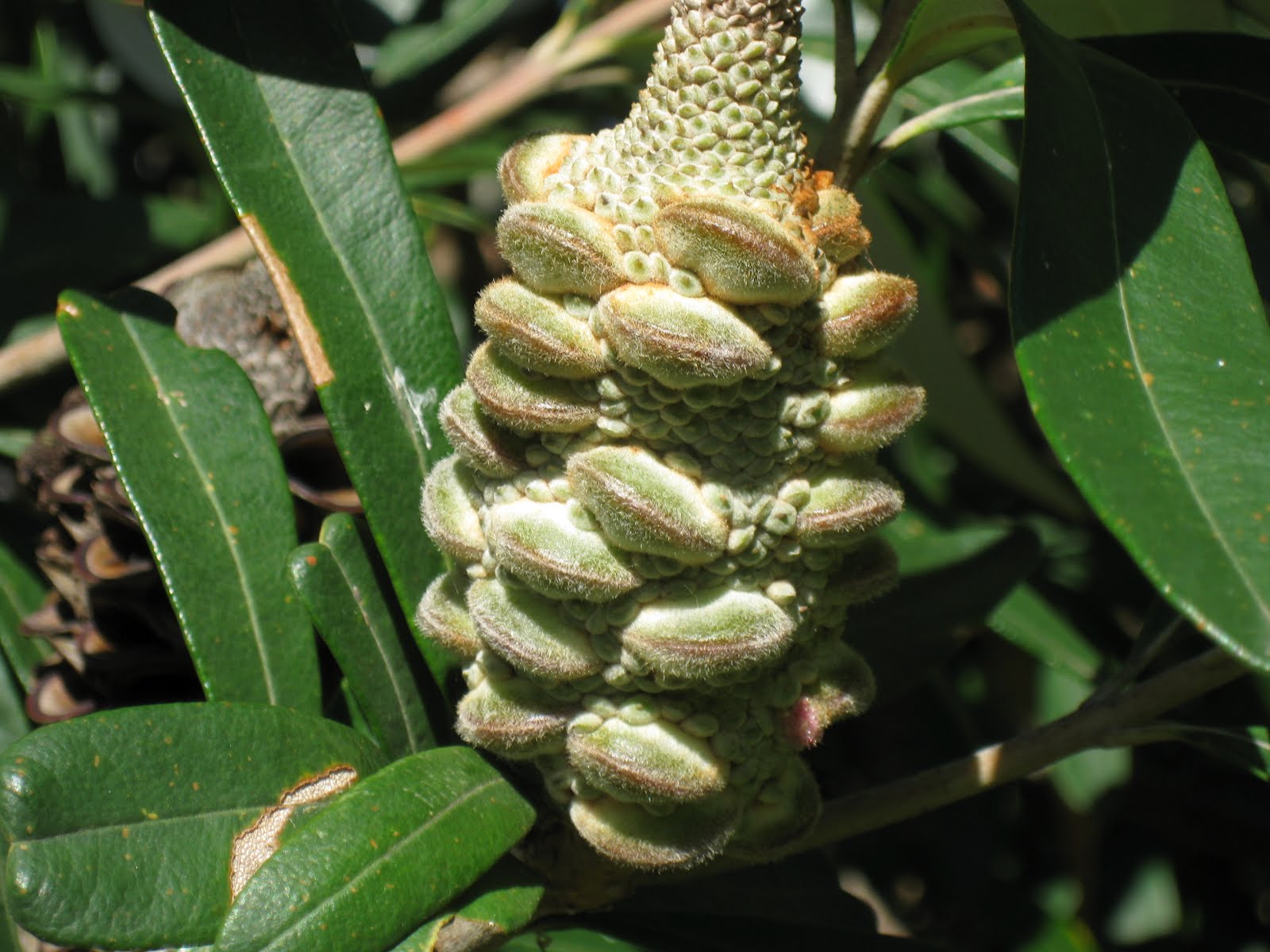 Robin's Double Life Stunning gnarled trunks and banksia cones