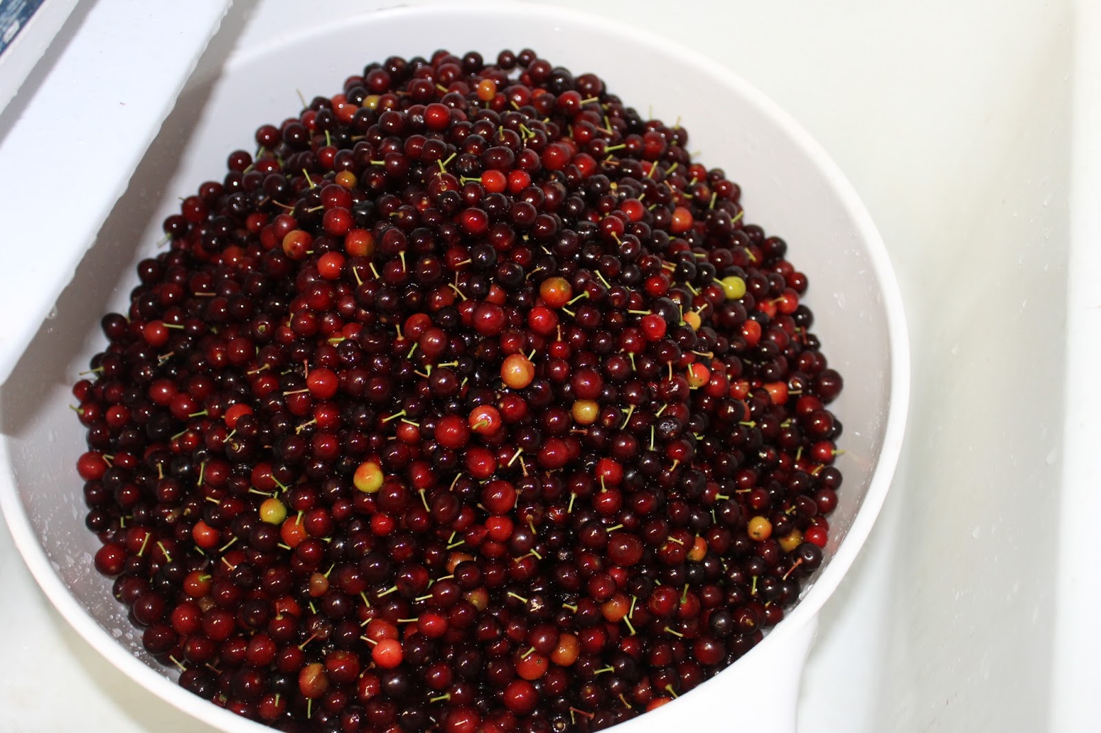 Choke Cherry Jelly A Ranch Mom