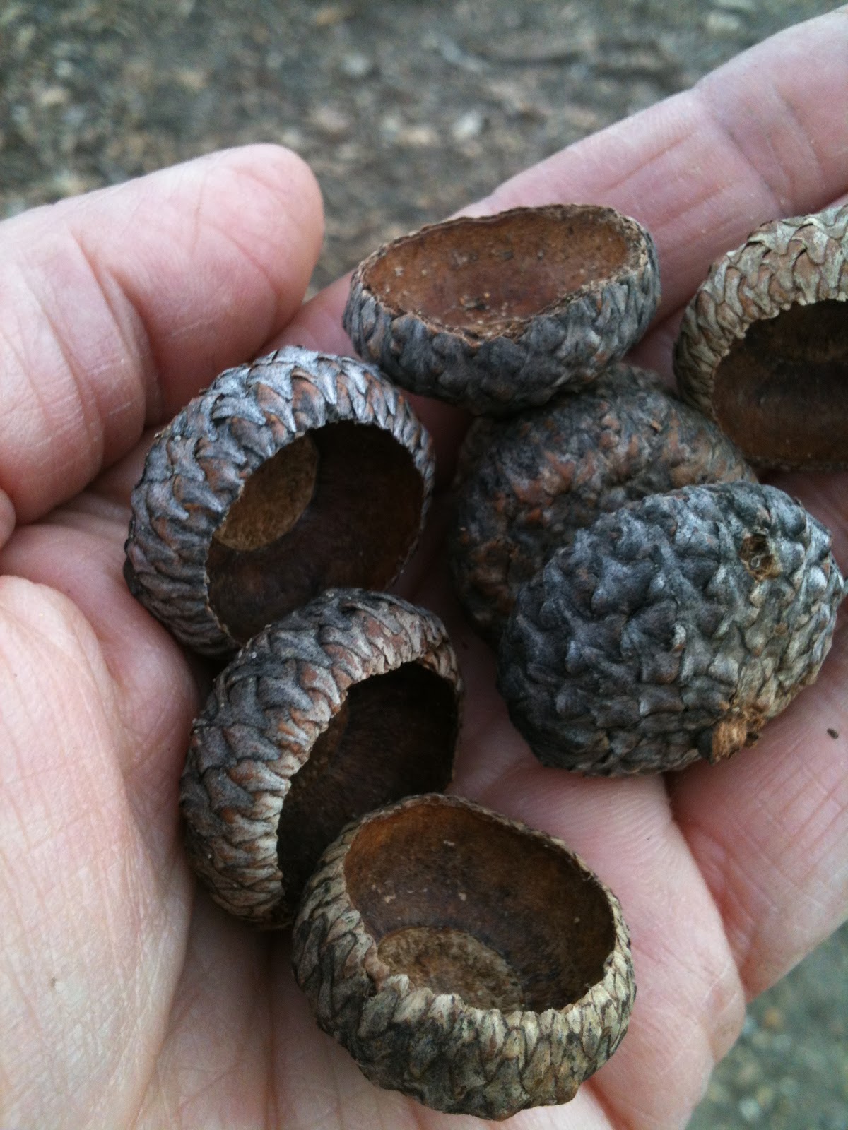 Moss Haven Farm Whistling With Acorns