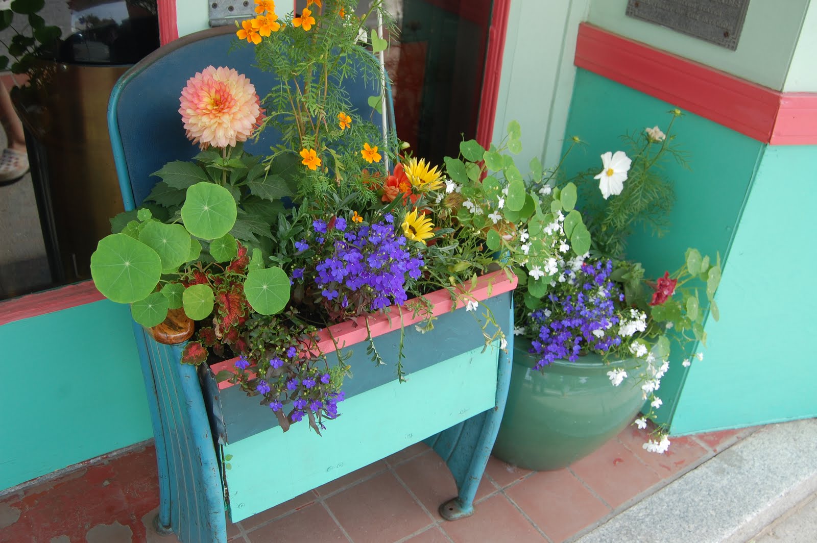 Sprouts Flowers Around Town Belfast, Maine