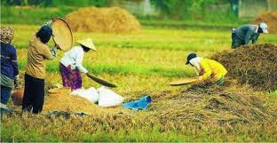 Penggunaan Lahan dan Kegiatan Ekonomi Penduduk Indonesia ~ Social