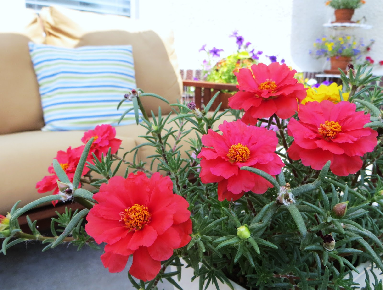 fortytwo windows plant friday moss rose