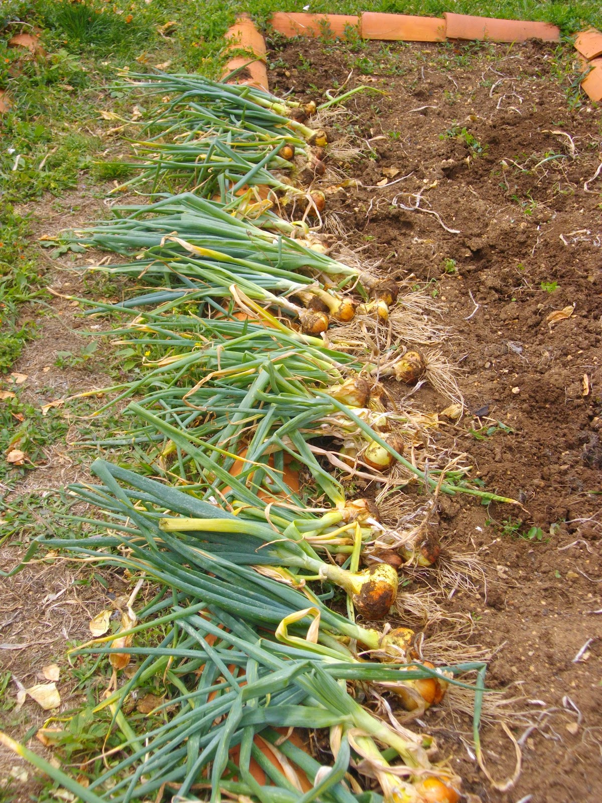 Soupedup Garden Early Summer Harvesting Onions and Garlic...and
