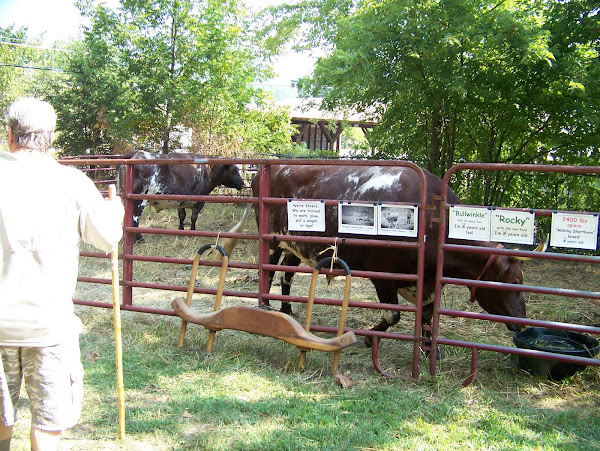 Oxen or steer