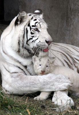 Mea Culpa, Tiger Mother