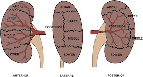 Urology Notes 2012: kidney anatomy- now illustrations added
