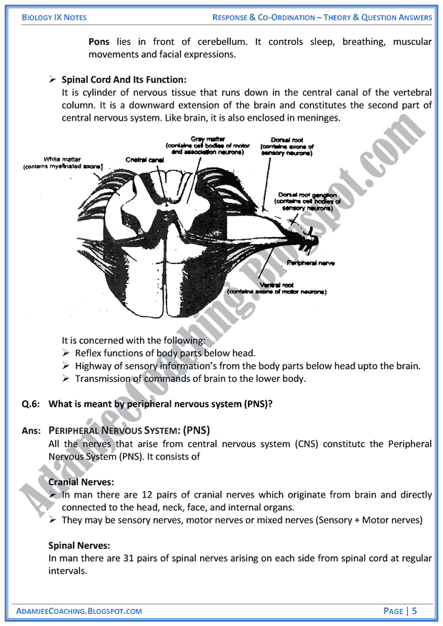 response-and-coordination-theory-notes-and-question-answers-biology-notes-for-class-9th