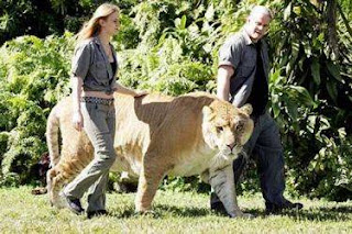 semi lion tiger lion tiger, largest cat, hercules is the biggest cat between lion and tiger