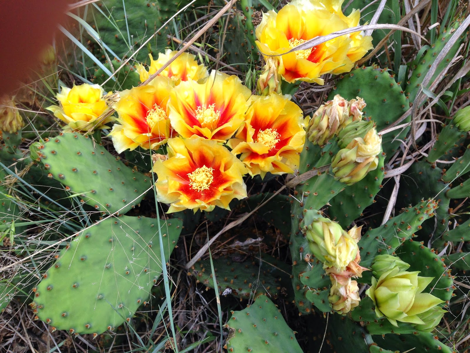 kansas wildflowers Prickly Pear Cactus in Bloom