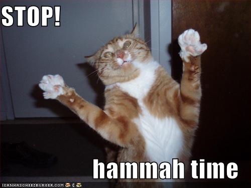 funny+cat+dance_8.jpg
