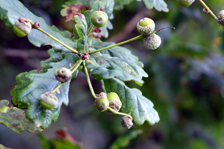 Rodney Willett's Blog The oak, the ash and the thorn