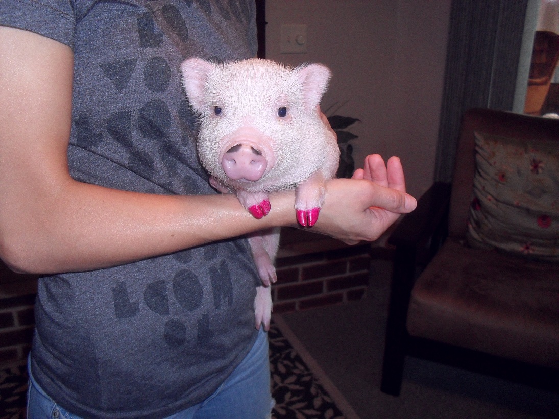Pig Hoof