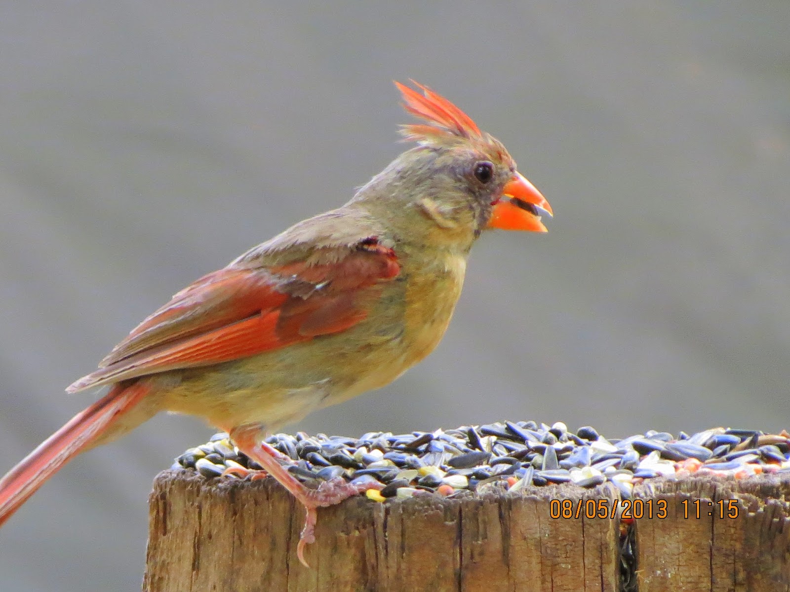 katescabinbirdsanctuaryintexas THE BABY CARDINALS ARE MOLTING AND LOOK
