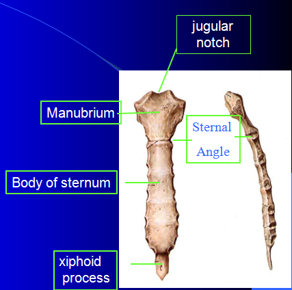 Bones of Trunk | Geoffrey E. Reed life