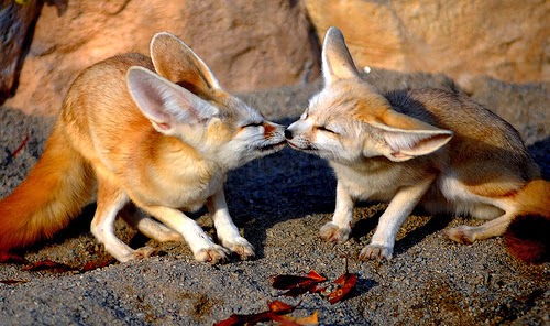 fotos animais adoráveis fofos se beijando beijo romântico Fenecos ou raposas-do-deserto fotos animais adoráveis fofos se beijando beijo romântico Fenecos ou raposas-do-deserto