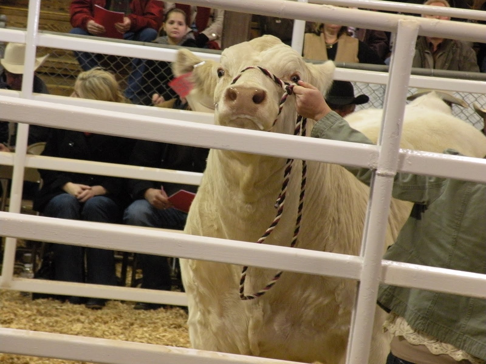 Kathy's Dusty Trails Red Bluff Bull and Gelding Sale