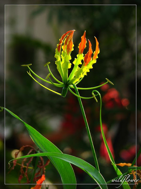Lily Gloriosa - Sức quyến rũ đầy nguy hiểm
