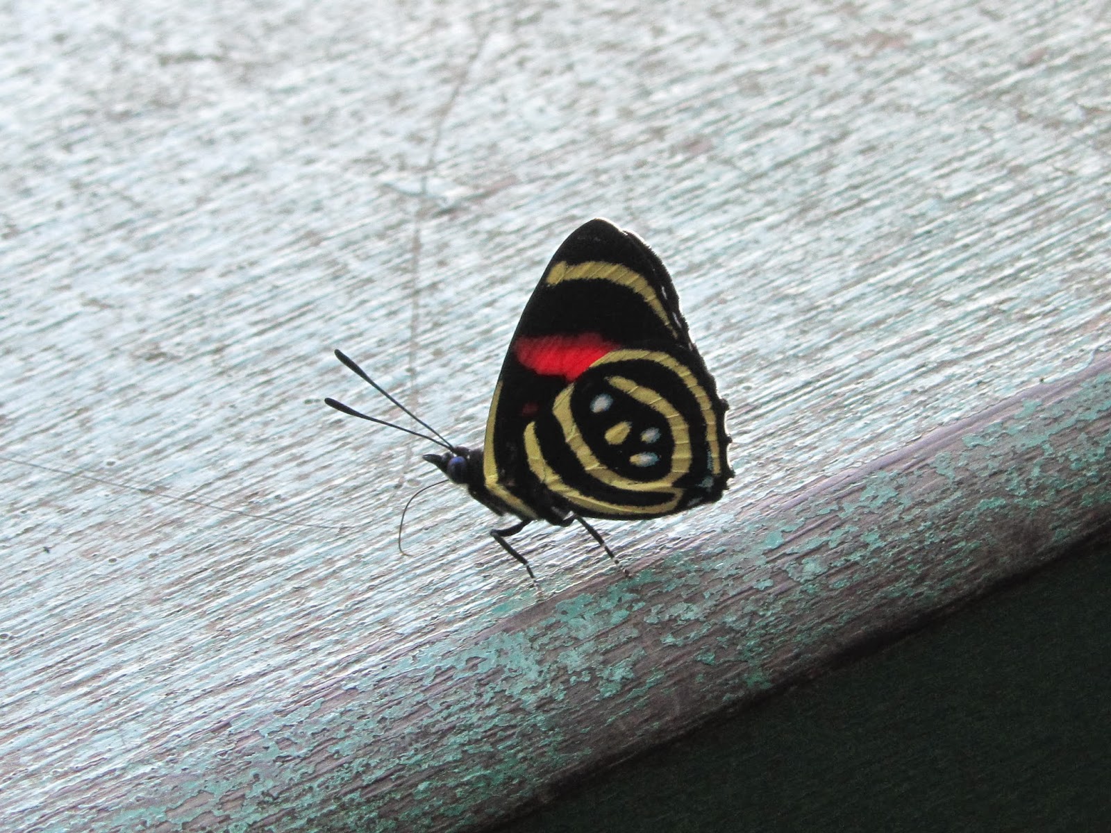 hache que hache: #Cuentocontigo. Mariposas