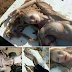 NORDESTE / Corpo de sereia encontrado em praia de Sergipe