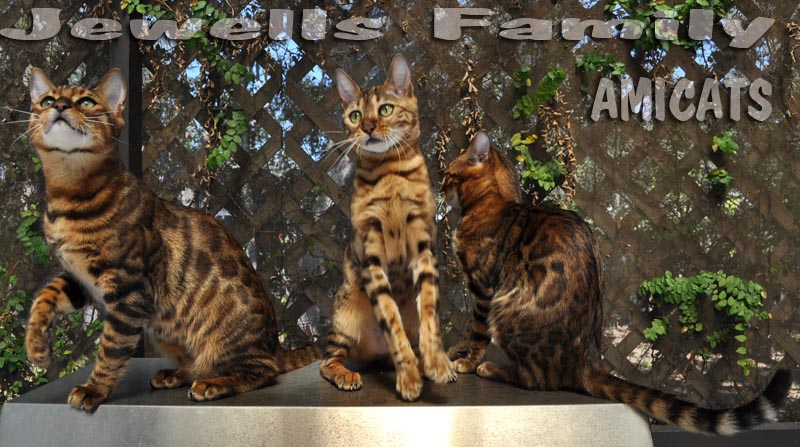 Petclube Filhotes Cães Bully Gatos Gigantes Criadores Ecologicamente  Corretos - Raça de Gatos Gigantes Filhotes Maine Coon Gato Gentil Gigante