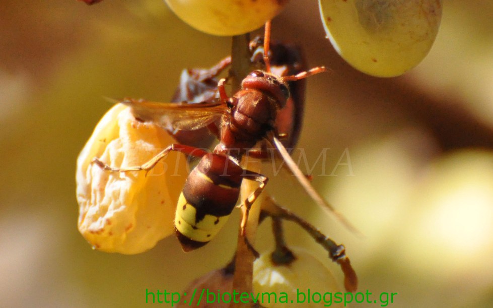 Eπιστημονική ταξινόμηση