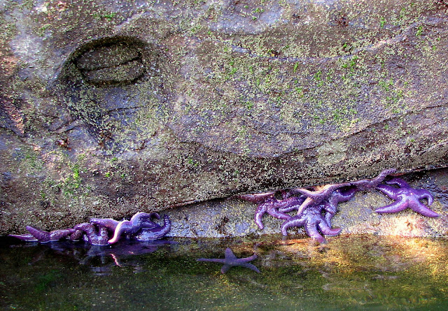 Along the Gabriola shore, the characteristic sandstone; this time with cannonball-sized holes. Perhaps where concretions dropped out over time
