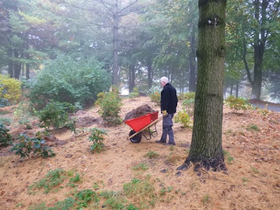 A Carpet of Pine Needles on the Forest Floor. Bright red wheelbarrow pushed by volunteer David Culham has load of pine needles for mulch.