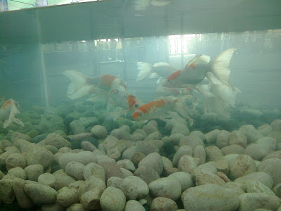 fish aquarium wallpaper ahmedabad