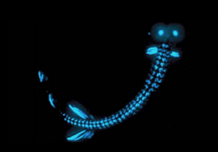 bensozia: Glowing Fish