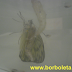 Como criar uma Borboleta - 16° Dia