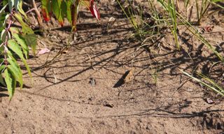 late summer grasshopper at Wild River photo of late summer grasshopper at Wild River