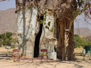 Pohon Baobab, Tampak Seperti Pohon Terbalik