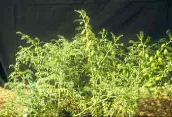 حمص | الأعشاب .. أسرار و فوائد