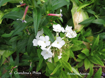 AnnieinAustin, Grandmas white phlox