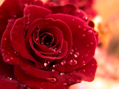 Red rose HD wallpaper on valentines day 2016