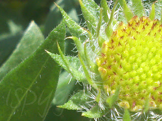 close up shot of newly forming flower head